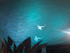 Martin Exterior 410™ Brings Pou Manawa Tree to Life at Auckland International Airport