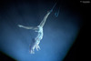 Martin Professional provides bright effects for the International Circus Festival “IDOL”