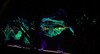 ‘WYSIATI’ Art Installation Showcases the Art of Light with HARMAN Professional Solutions