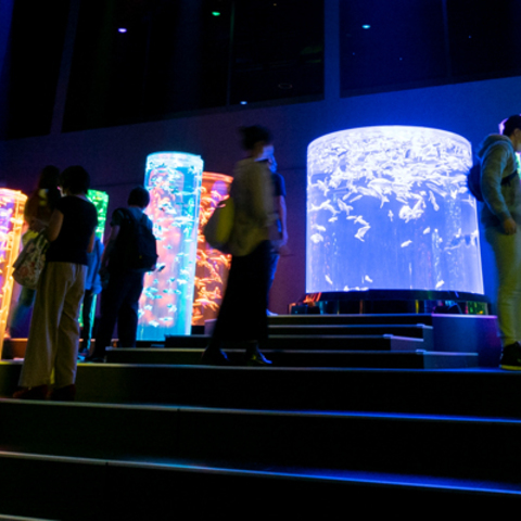 Cutting-Edge Lighting Systems from Martin by HARMAN Deliver Dazzling Displays at Art Aquarium