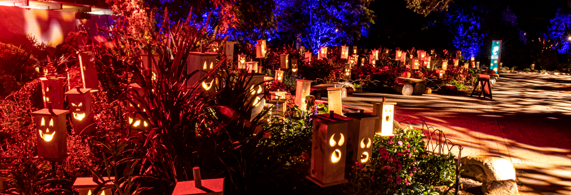 Carved at Descanso Gardens Brings Family-Friendly Halloween Visuals to Life With Martin Professional