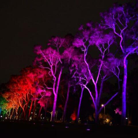 Iconic Trees in Kings Park Receive an Architectural Lighting Upgrade From Martin Professional In-ground LED Fixtures