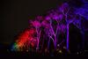 Iconic Trees in Kings Park Receive an Architectural Lighting Upgrade From Martin Professional In-ground LED Fixtures